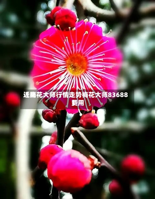 近来
【梅花大师行情走势梅花大师83688费用
】
