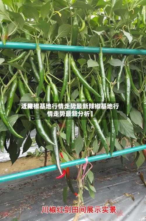 近来
【辣椒基地行情走势最新辣椒基地行情走势最新分析】