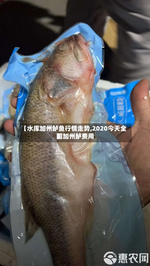 【水库加州鲈鱼行情走势,2020今天全国加州鲈费用
】-第3张图片