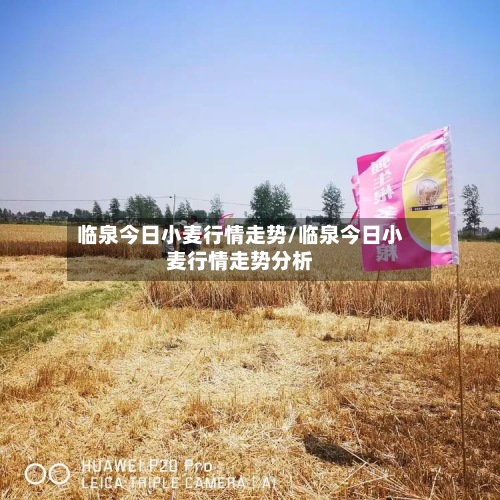 临泉今日小麦行情走势/临泉今日小麦行情走势分析-第2张图片