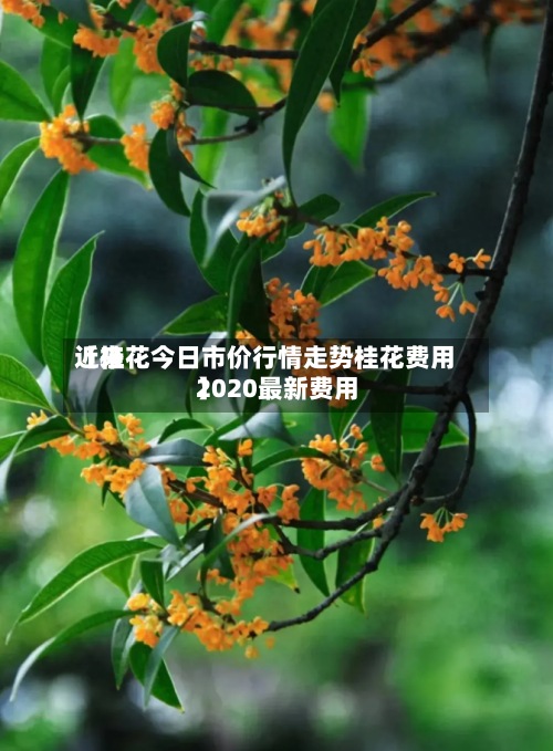 近来
【桂花今日市价行情走势桂花费用
2020最新费用
】-第2张图片