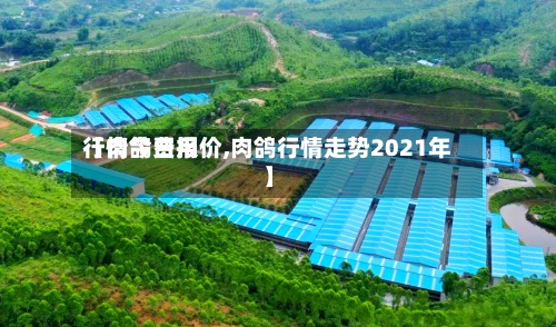 【肉鸽费用行情今日报价,肉鸽行情走势2021年】-第3张图片
