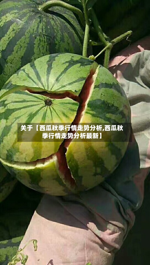 关于【西瓜秋季行情走势分析,西瓜秋季行情走势分析最新】-第2张图片