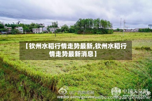 【钦州水稻行情走势最新,钦州水稻行情走势最新消息】-第2张图片