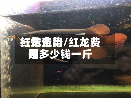 红龙费用
行情走势/红龙费用
是多少钱一斤
