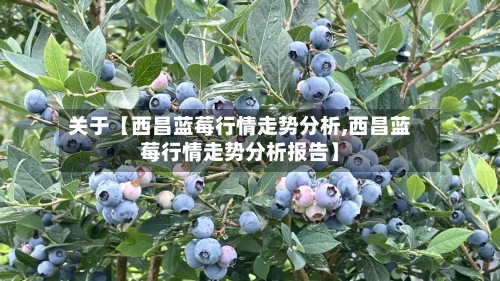 关于【西昌蓝莓行情走势分析,西昌蓝莓行情走势分析报告】-第3张图片