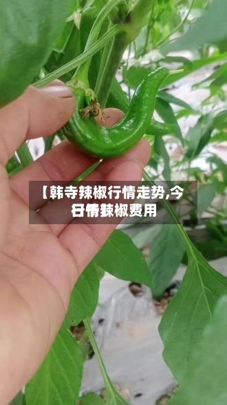 【韩寺辣椒行情走势,今日干辣椒费用
行情】