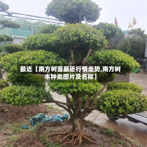 最近【南方树苗最近行情走势,南方树木种类图片及名称】