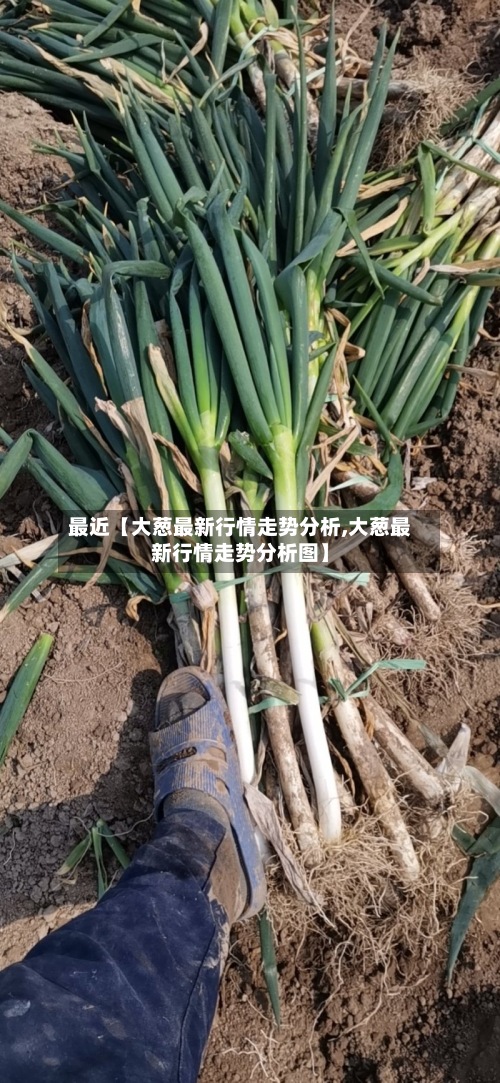 最近【大葱最新行情走势分析,大葱最新行情走势分析图】