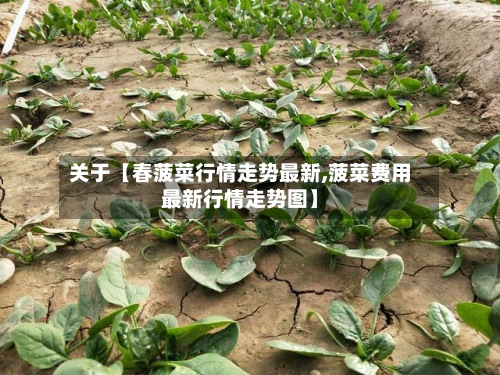 关于【春菠菜行情走势最新,菠菜费用最新行情走势图】-第2张图片