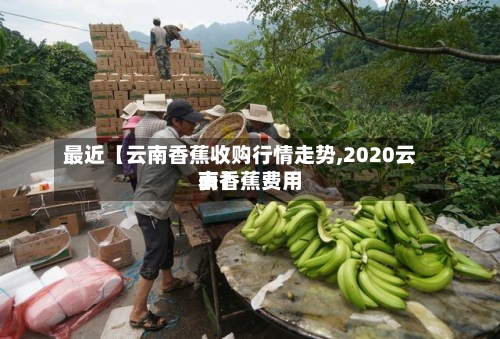最近【云南香蕉收购行情走势,2020云南香蕉费用
表】