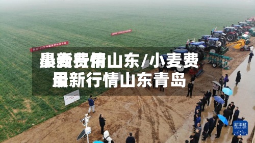 小麦费用最新行情山东/小麦费用最新行情山东青岛