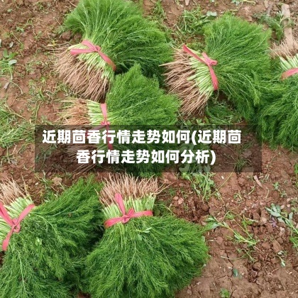 近期茴香行情走势如何(近期茴香行情走势如何分析)-第3张图片
