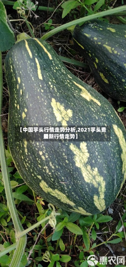 【中国芋头行情走势分析,2021芋头费用最新行情走势】