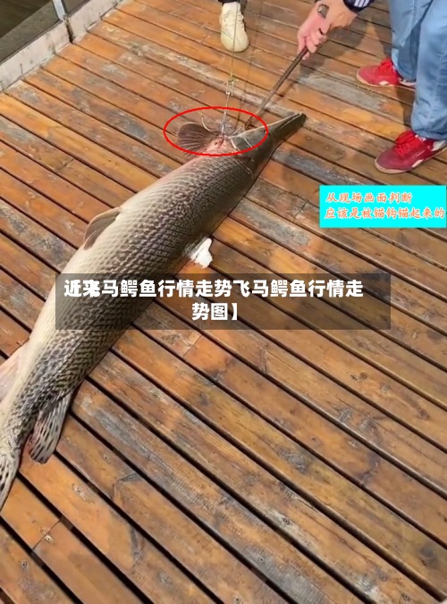 近来【飞马鳄鱼行情走势飞马鳄鱼行情走势图】