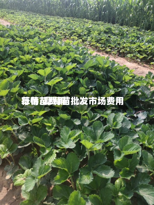 草莓苗费用行情/草莓苗批发市场费用