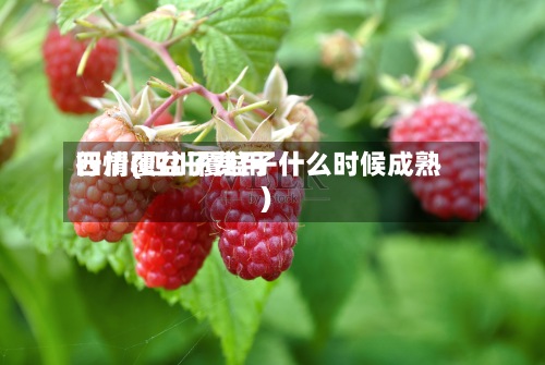 四川覆盆子费用
行情(四川覆盆子什么时候成熟)-第2张图片