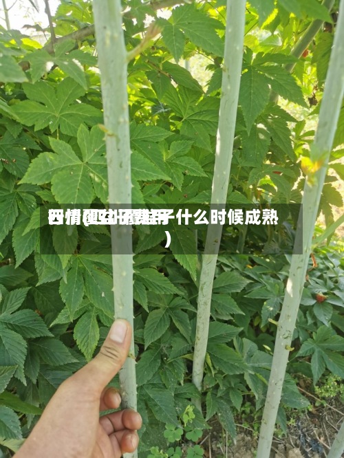 四川覆盆子费用行情(四川覆盆子什么时候成熟)