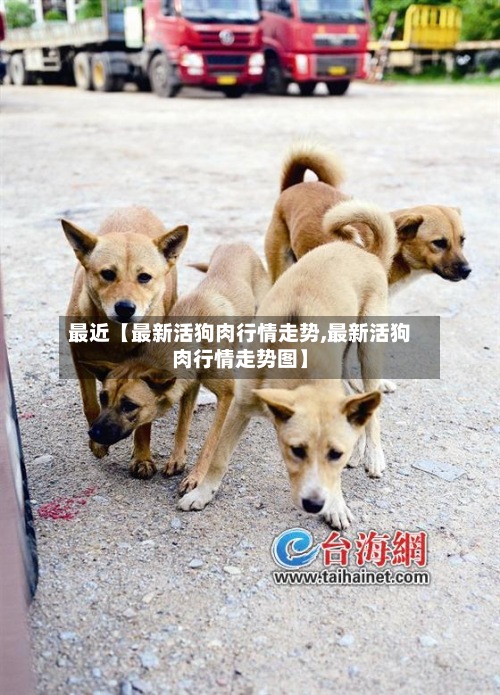 最近【最新活狗肉行情走势,最新活狗肉行情走势图】-第2张图片