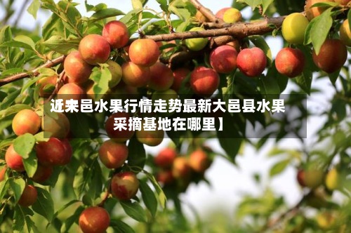 近来
【大邑水果行情走势最新大邑县水果采摘基地在哪里】-第2张图片