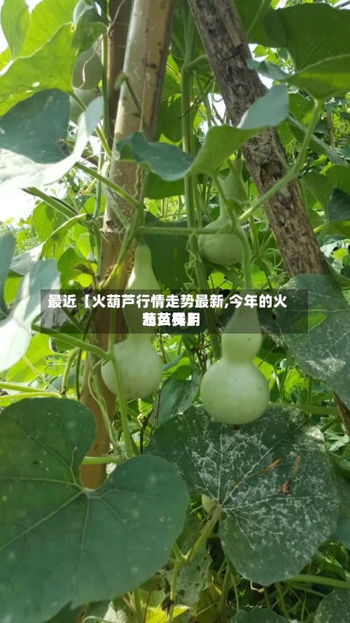 最近【火葫芦行情走势最新,今年的火葫芦费用
怎么样】-第2张图片