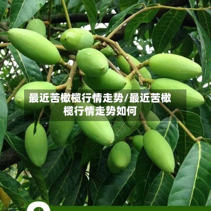 最近苦橄榄行情走势/最近苦橄榄行情走势如何