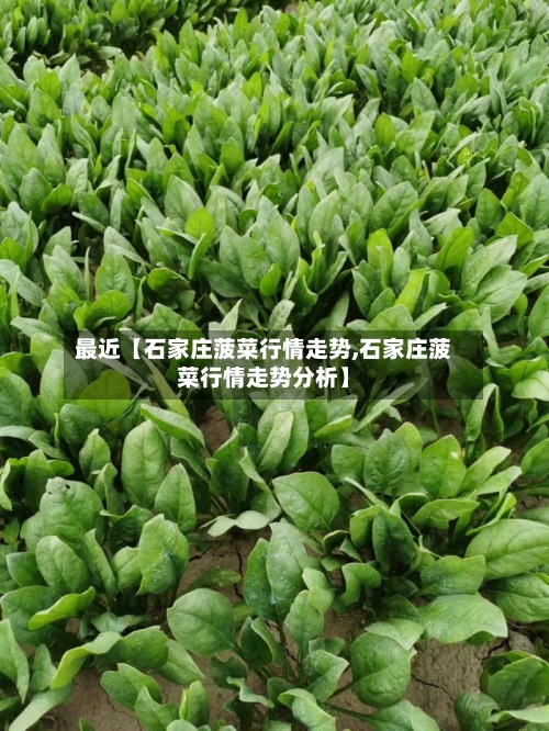最近【石家庄菠菜行情走势,石家庄菠菜行情走势分析】-第2张图片