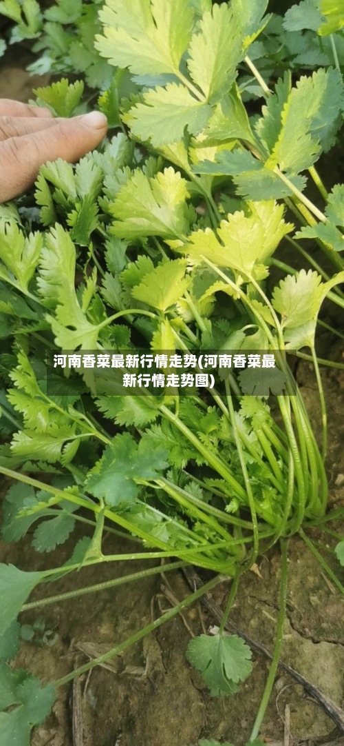 河南香菜最新行情走势(河南香菜最新行情走势图)