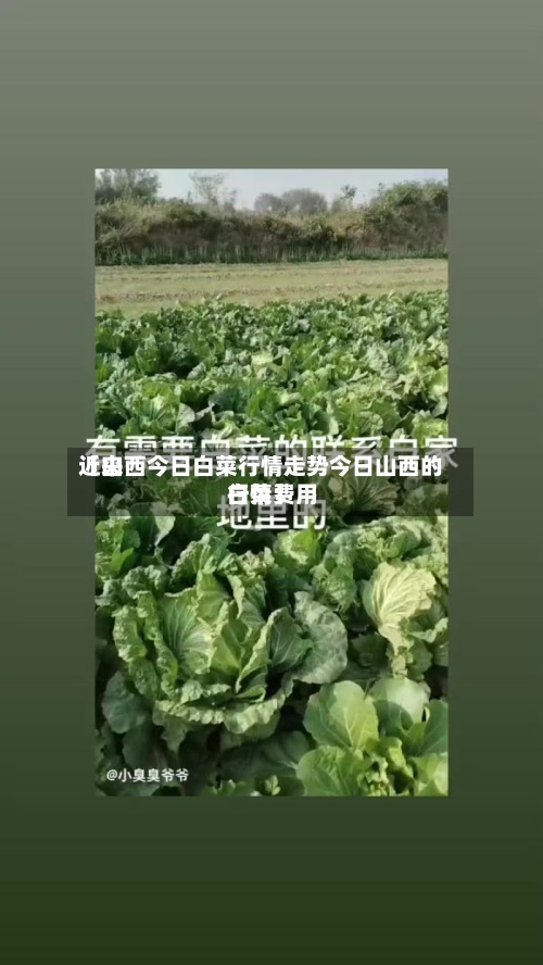 近来
【山西今日白菜行情走势今日山西的白菜费用
行情】-第2张图片