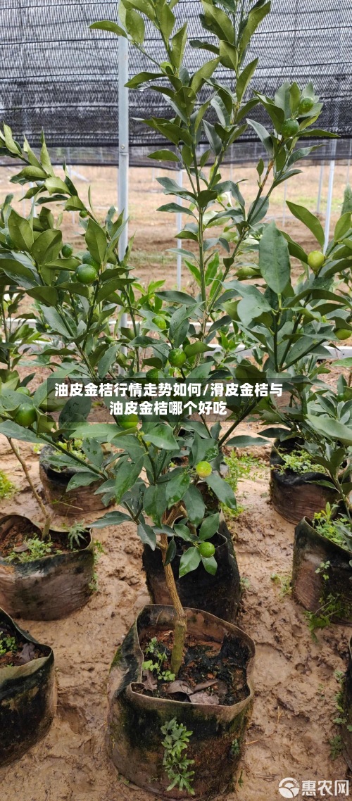 油皮金桔行情走势如何/滑皮金桔与油皮金桔哪个好吃