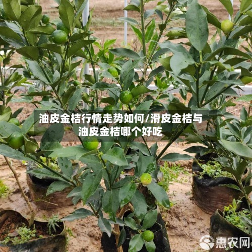油皮金桔行情走势如何/滑皮金桔与油皮金桔哪个好吃-第2张图片