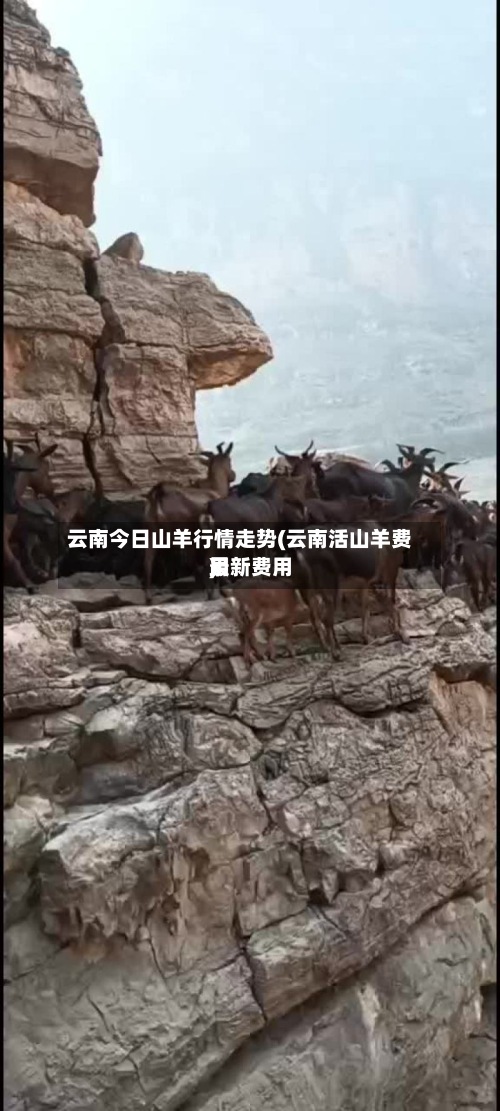 云南今日山羊行情走势(云南活山羊费用最新费用)-第2张图片