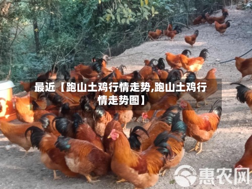 最近【跑山土鸡行情走势,跑山土鸡行情走势图】