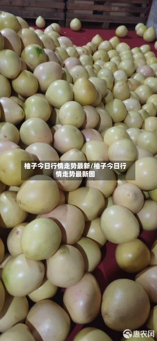 柚子今日行情走势最新/柚子今日行情走势最新图-第3张图片