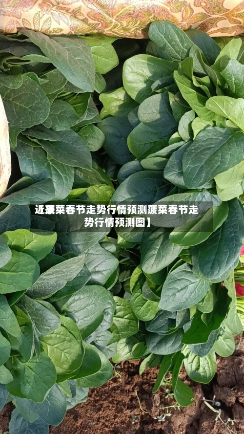 近来【菠菜春节走势行情预测菠菜春节走势行情预测图】