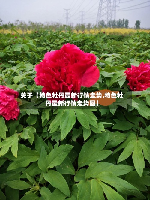 关于【特色牡丹最新行情走势,特色牡丹最新行情走势图】-第3张图片
