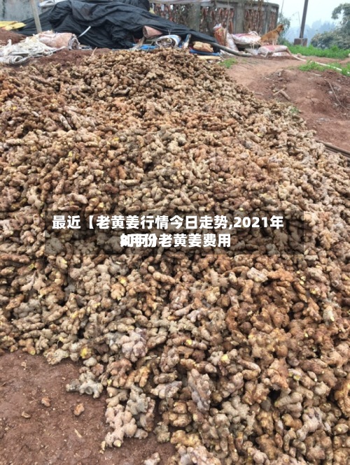 最近【老黄姜行情今日走势,2021年8月份老黄姜费用如何】-第2张图片