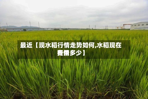 最近【现水稻行情走势如何,水稻现在费用
行情多少】
