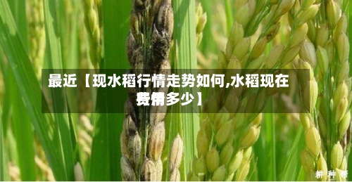 最近【现水稻行情走势如何,水稻现在费用行情多少】-第2张图片