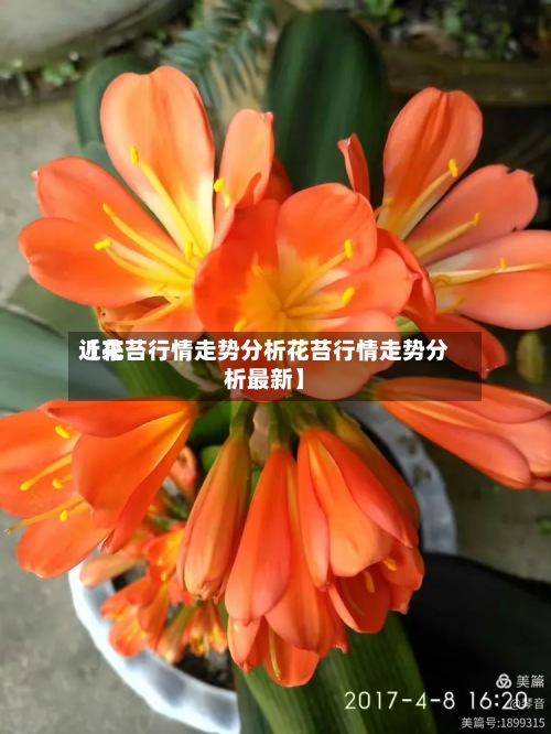 近来
【花苔行情走势分析花苔行情走势分析最新】-第3张图片