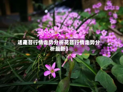近来
【花苔行情走势分析花苔行情走势分析最新】-第2张图片