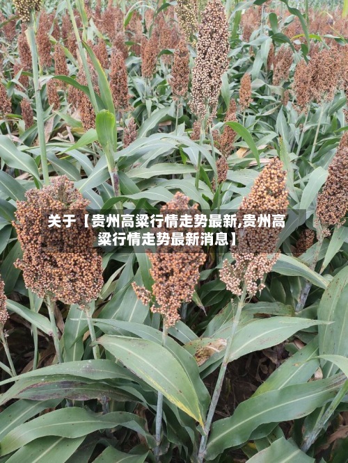关于【贵州高粱行情走势最新,贵州高粱行情走势最新消息】