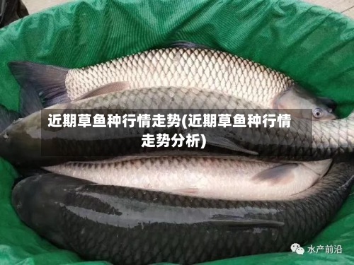 近期草鱼种行情走势(近期草鱼种行情走势分析)