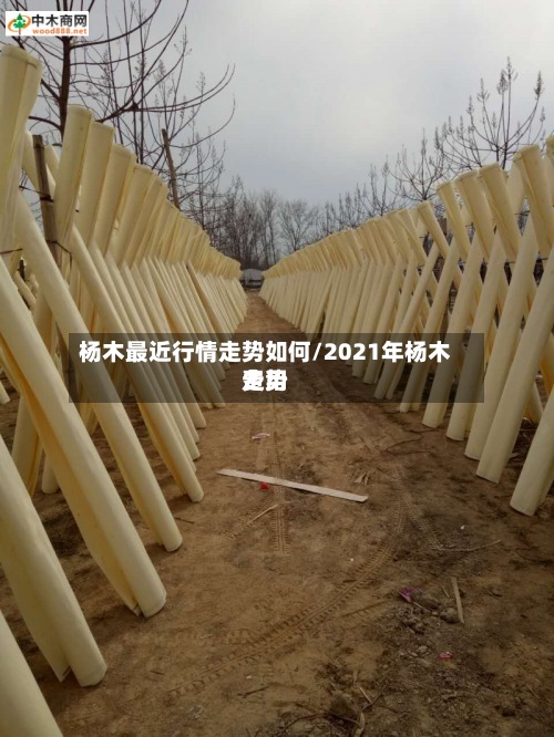 杨木最近行情走势如何/2021年杨木费用
走势