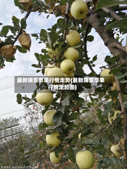 最新瑞雪苹果行情走势(最新瑞雪苹果行情走势图)-第2张图片