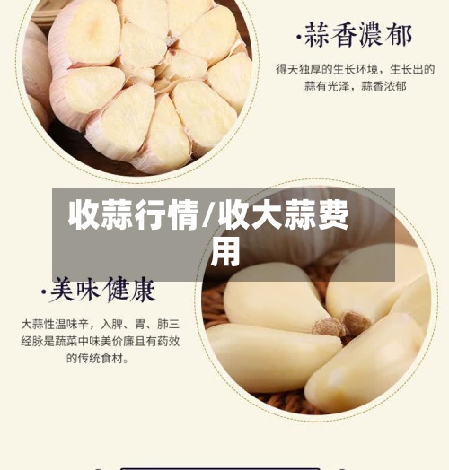 收蒜行情/收大蒜费用