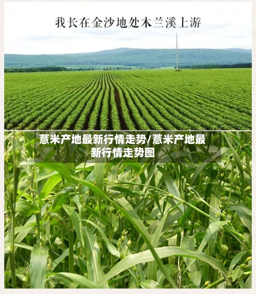 薏米产地最新行情走势/薏米产地最新行情走势图-第2张图片