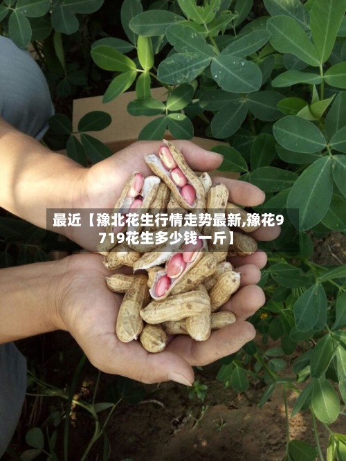 最近【豫北花生行情走势最新,豫花9719花生多少钱一斤】-第2张图片