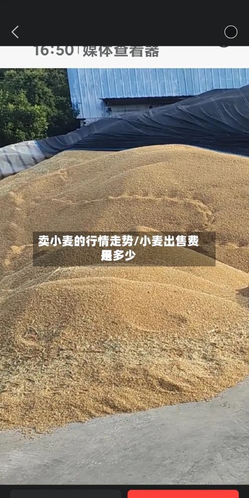 卖小麦的行情走势/小麦出售费用
是多少
