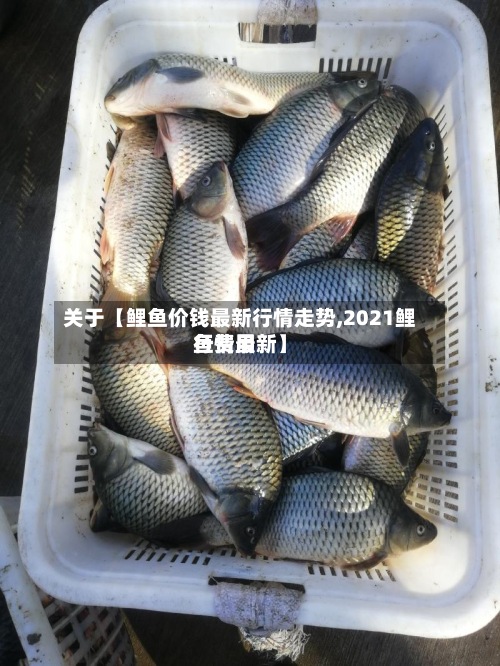 关于【鲤鱼价钱最新行情走势,2021鲤鱼费用
行情最新】-第2张图片